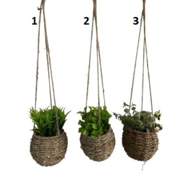 PLANTE DECORATIVE A SUSPENDRE︱Lory