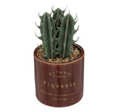PLANTE DANS SON POT EN︱Lory