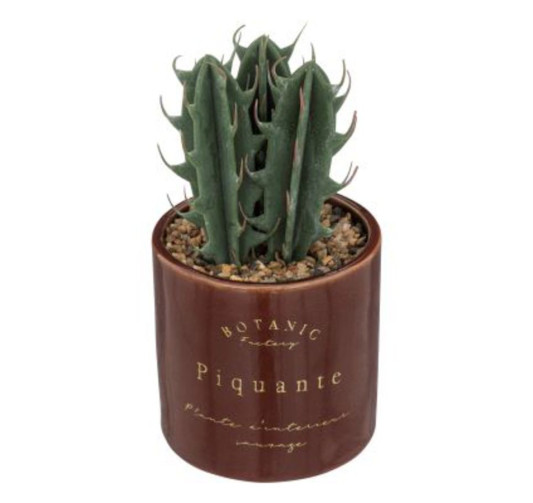 PLANTE DANS SON POT EN︱Lory