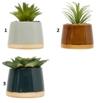 PLANTE DANS SON POT︱Lory