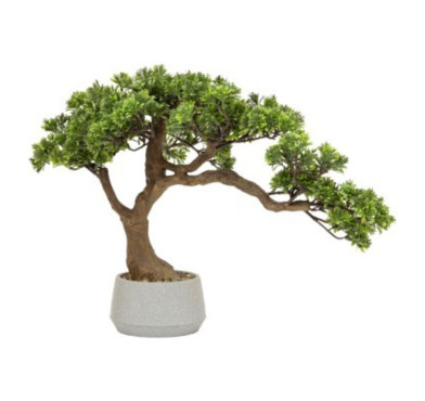 BONSAI DANS POT EN CERAMIQUE︱Lory