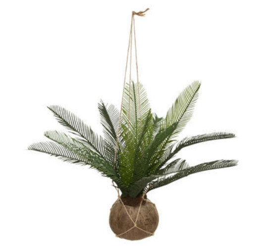 PALMIER POT COCO CUBA H50︱Lory
