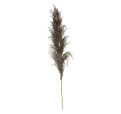 3 PAMPA BRUNE110CM︱Lory