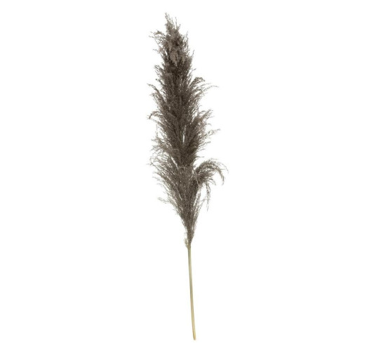 3 PAMPA BRUNE110CM︱Lory