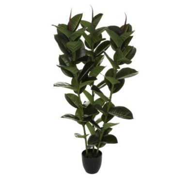 POT NOIR AVEC FICUS ROBUSTA︱Lory