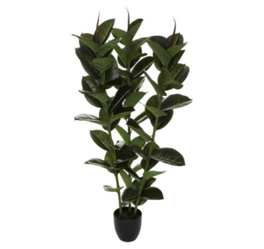 POT NOIR AVEC FICUS ROBUSTA︱Lory