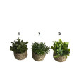 PLANTE ARTFICIELLE 8X11CM