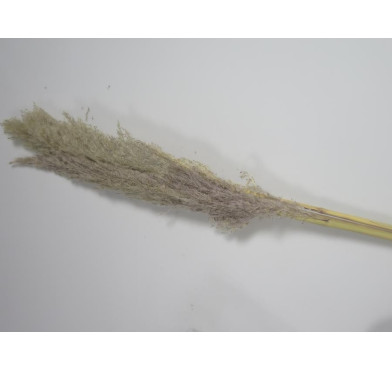 HERBE DE PAMPA 100CM 3PIECES︱Lory