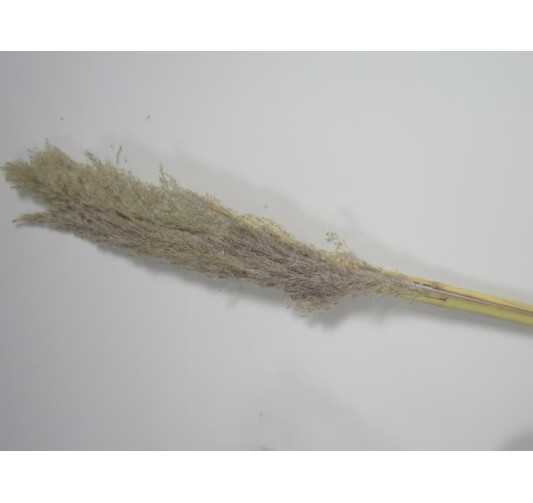 HERBE DE PAMPA 100CM 3PIECES︱Lory