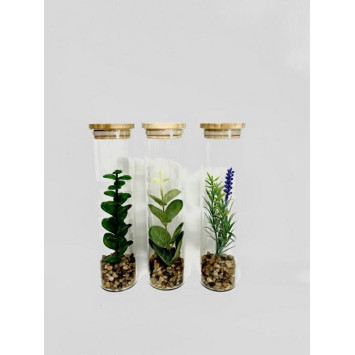 PLANTE DANS TUBE EN VERRE︱Lory