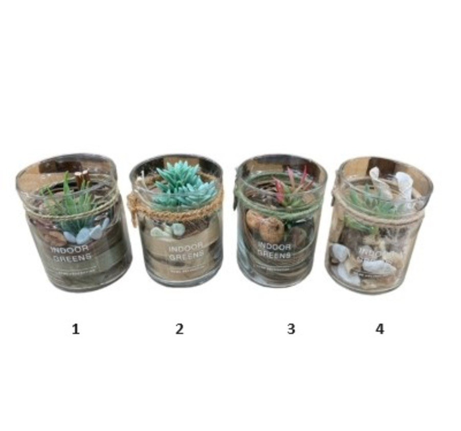 PLANTE SUCCULENT DANS SON POT